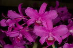 Carica l'immagine nel visualizzatore Galleria, Cattleya bowringiana