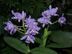 Carica l'immagine nel visualizzatore Galleria, Cattleya bowringiana var. coerulea
