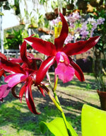 Carica l'immagine nel visualizzatore Galleria, Cattleya Chocolate Drop x Schomburgkia superba - Br Orquidea