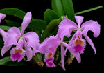 Carica l'immagine nel visualizzatore Galleria, Cattleya gaskelliana