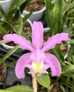 Carica l'immagine nel visualizzatore Galleria, Cattleya schilleriana x kerrii