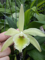 Carica l'immagine nel visualizzatore Galleria, RLC Leprechaun Legend (Cattleya luteola × Rhyncholaelia digbyana)