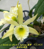 Carica l'immagine nel visualizzatore Galleria, RLC Leprechaun Legend (Cattleya luteola × Rhyncholaelia digbyana)