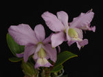 Carica l'immagine nel visualizzatore Galleria, Cattleya nobilior var. coerulea