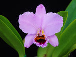 Carica l'immagine nel visualizzatore Galleria, Cattleya percivaliana 'Thiago' (meristem) - Br Orquidea
