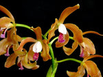 Carica l'immagine nel visualizzatore Galleria, Cattleya porphyroglossa