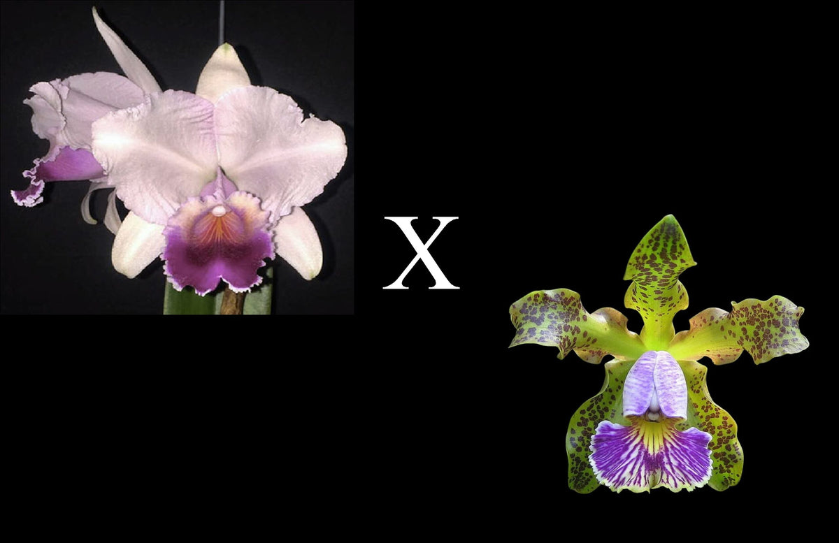 Cattleya quadricolor var. coerulea x C. schilleriana var. coerulea