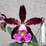 Carica l'immagine nel visualizzatore Galleria, Cattleya schilleriana (Ouro Nego x Labelao) - Br Orquidea