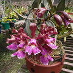 Carica l'immagine nel visualizzatore Galleria, Cattleya schilleriana (nega 'Do Nego' x rubra 'Araça') - Br Orquidea