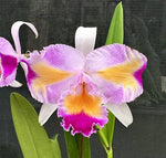 Carica l'immagine nel visualizzatore Galleria, Cattleya trianaei fma. trilabelo 'Lia' SBM/JOGA