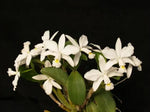 Carica l'immagine nel visualizzatore Galleria, Cattleya violacea f. alba