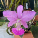 Carica l'immagine nel visualizzatore Galleria, Cattleya walkeriana 'Best Grower' x walkeriana var. coerulea