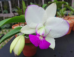 Carica l'immagine nel visualizzatore Galleria, Cattleya walkeriana var. semi-alba 'Elixir of Love'