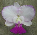 Carica l'immagine nel visualizzatore Galleria, Cattleya walkeriana var. semi-alba 'Elixir of Love'