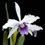 Carica l'immagine nel visualizzatore Galleria, Cattleya (syn. Laelia) purpurata var. werkhauseri