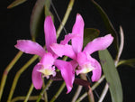 Carica l'immagine nel visualizzatore Galleria, Cattleya kerrii