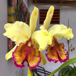 Carica l'immagine nel visualizzatore Galleria, Cattleya dowiana var. aurea