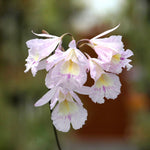 Carica l'immagine nel visualizzatore Galleria, Broughtonia (syn. Cattleyopsis) lindenii