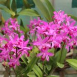 Carica l'immagine nel visualizzatore Galleria, Cattleya violacea var semi alba x Brassavola Little Stars
