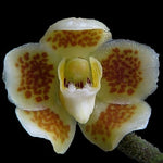 Carica l'immagine nel visualizzatore Galleria, Chiloschista extinctoriformis