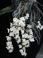 Carica l'immagine nel visualizzatore Galleria, Chiloschista viridiflava var. alba