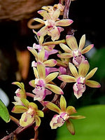 Carica l'immagine nel visualizzatore Galleria, Cleisostoma crochetii