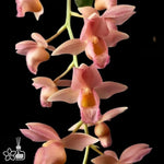 Carica l'immagine nel visualizzatore Galleria, Clowesetum Pink Lemonade (Clowesia Rebecca Northen × Catasetum fuchsii)
