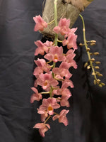 Carica l'immagine nel visualizzatore Galleria, Clowesetum Pink Lemonade (Clowesia Rebecca Northen × Catasetum fuchsii)