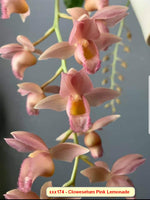 Carica l'immagine nel visualizzatore Galleria, Clowesetum Pink Lemonade (Clowesia Rebecca Northen × Catasetum fuchsii)