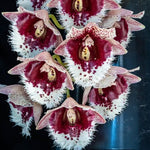 Carica l'immagine nel visualizzatore Galleria, Clowesetum Penang Waltz