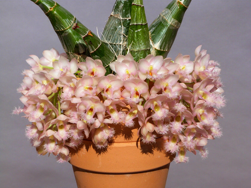 新芽あり 開花サイズ タケノコ蘭 Clowesia Grace Dunn Clowesia Grace Dunn – Giulio Celandroni Orchidee