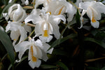Carica l'immagine nel visualizzatore Galleria, Coelogyne cristata var. citrina
