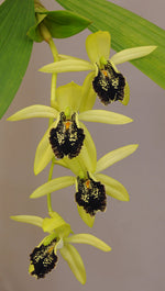 Carica l'immagine nel visualizzatore Galleria, Coelogyne fonstenebrarum