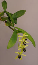Carica l'immagine nel visualizzatore Galleria, Coelogyne fonstenebrarum