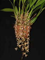 Carica l'immagine nel visualizzatore Galleria, Coelogyne pulverula