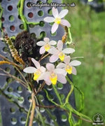 Carica l'immagine nel visualizzatore Galleria, Cordiglottis filiformis