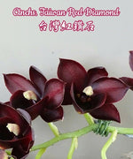 Carica l'immagine nel visualizzatore Galleria, Cycnoches Taiwan Gold Orange × Catasetum Orchidglade (Ctnchs. Taiwan Red Diamond)