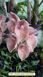 Carica l'immagine nel visualizzatore Galleria, Catasetum Jamie Lawson 'xoxo'