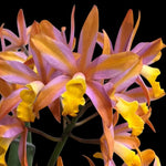 Carica l'immagine nel visualizzatore Galleria, Cattlianthe Magic Bell 'New Trick' HCC/AOS