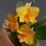 Carica l'immagine nel visualizzatore Galleria, Cattlianthe Faikon Ball (Cattleya cernua × Cattlianthe Candy Ball)