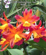 Carica l'immagine nel visualizzatore Galleria, Cattlianthe Varut Startrack 'Golden Tiger'