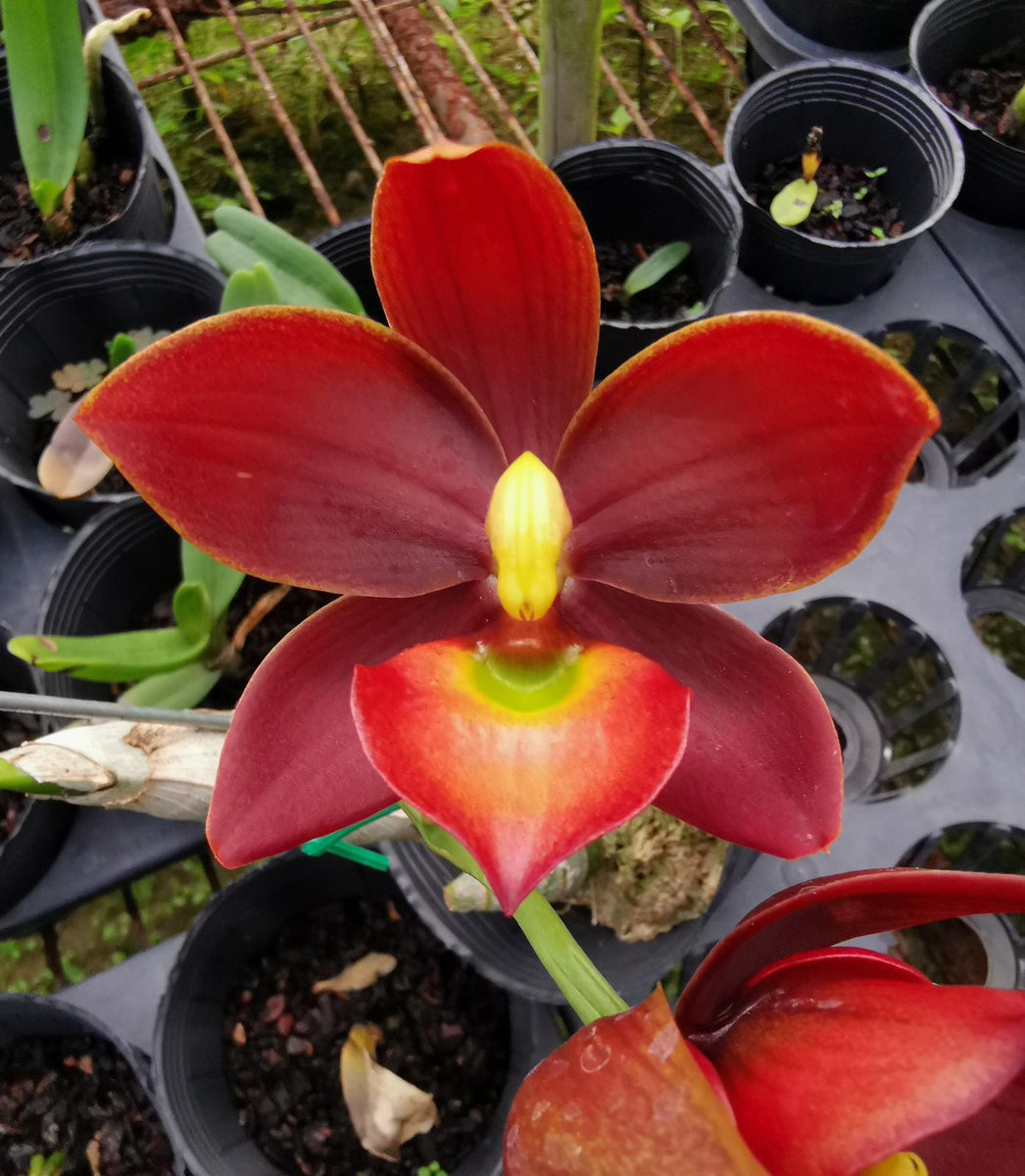 Cycnodes Taiwan Black Pearl 'ORCHIS-01' (ORANGE/GREEN