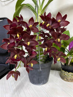 Carica l'immagine nel visualizzatore Galleria, Cycnodes Taiwan Black Pearl 'ORCHIS' (Black) - (Cycnoches Mass Canfusion ' Big Green' x Cycnodes Taiwan Yellow Diamond)