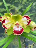 Carica l'immagine nel visualizzatore Galleria, Cymbidium Italian Charm Flamingo Trilip - Peloric