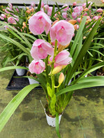 Carica l'immagine nel visualizzatore Galleria, Cymbidium Pink Paddy