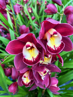 Carica l'immagine nel visualizzatore Galleria, Cymbidium Red Beauty 'Roy'