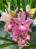 Carica l'immagine nel visualizzatore Galleria, Cymbidium Wild Pink
