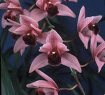 Carica l'immagine nel visualizzatore Galleria, Cymbidium Devon Wine 'Million Veil'