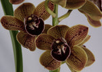 Carica l'immagine nel visualizzatore Galleria, Cymbidium Los Angeles