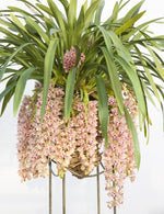 Carica l'immagine nel visualizzatore Galleria, Cymbidium Mary Green "Springwind"
